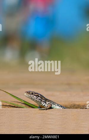 Gewöhnliche oder viviviparöse Lizard Lacerta vivipara auf der Promenade des Naturschutzgebiets, wobei sich ein Paar nähert Stockfoto