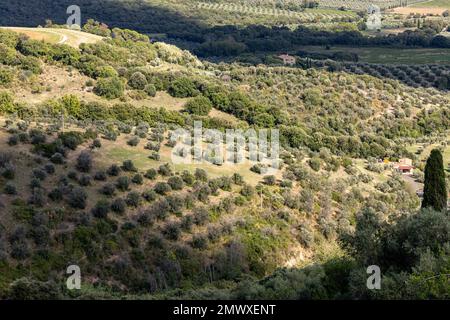 Ackerland und Olivenhaine um Montemassi in der Provinz Grosseto. Italien Stockfoto