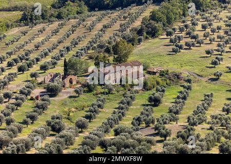 Ackerland und Olivenhaine um Montemassi in der Provinz Grosseto. Italien Stockfoto