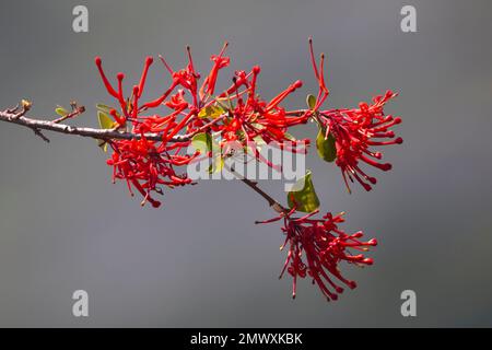 Patagonischer oder chilenischer Feuerbusch (Embothrium coccineumin) in Blume, Patagonien, Argentinien. Stockfoto