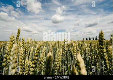 Das ukrainische Agro-Kulturfeld mit Weizen, noch unreifer grüner Weizen auf dem Feld, ukrainische Felder vor dem Krieg. Stockfoto