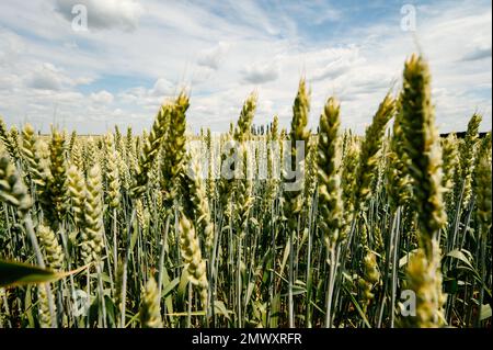 Das ukrainische Agro-Kulturfeld mit Weizen, noch unreifer grüner Weizen auf dem Feld, ukrainische Felder vor dem Krieg. Stockfoto