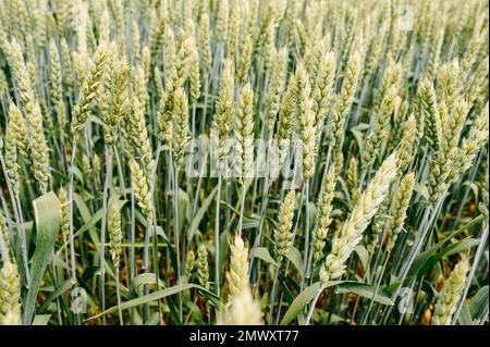 Das ukrainische Agro-Kulturfeld mit Weizen, noch unreifer grüner Weizen auf dem Feld, ukrainische Felder vor dem Krieg. Stockfoto