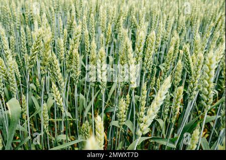 Das ukrainische Agro-Kulturfeld mit Weizen, noch unreifer grüner Weizen auf dem Feld, ukrainische Felder vor dem Krieg. Stockfoto