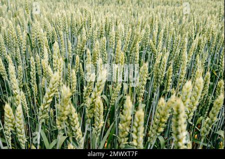 Das ukrainische Agro-Kulturfeld mit Weizen, noch unreifer grüner Weizen auf dem Feld, ukrainische Felder vor dem Krieg. Stockfoto