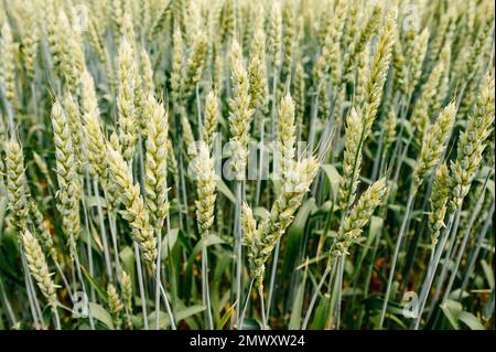 Das ukrainische Agro-Kulturfeld mit Weizen, noch unreifer grüner Weizen auf dem Feld, ukrainische Felder vor dem Krieg. Stockfoto