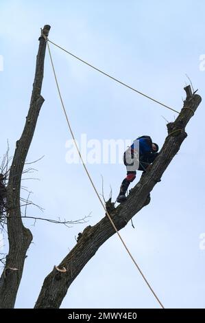 Ivano-Frankivsk, Ukraine, 15. Dezember 2022: Ein Baumpfleger schneidet zwei hohe Äste mit einer Stihl-Handsäge, gespannte Seile zum Absenken der Zange Stockfoto