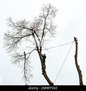 Ivano-Frankivsk, Ukraine 15. Dezember 2022: Ein Baumpfleger schneidet einen Baum auf dem Land, einen Baum am Himmelshintergrund, eine Silhouette einer Person und Stockfoto
