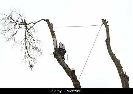 Ivano-Frankivsk, Ukraine 15. Dezember 2022: Ein Baumpfleger schneidet einen Baum auf dem Land, einen Baum am Himmelshintergrund, eine Silhouette einer Person und Stockfoto