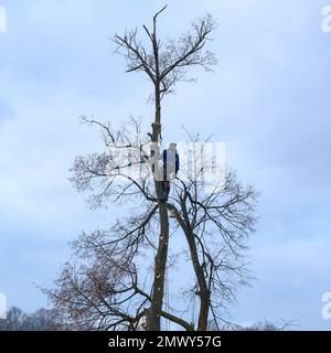 Ivano-Frankivsk, Ukraine 15. Dezember 2022: Ein Baumpfleger schneidet einen Baum, einen hohen und gefährlichen Baum, schneidet einen Baum bei bewölktem Wetter, Silhouette eines Lumpens Stockfoto