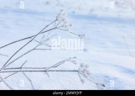 Gefrorene Regenschirmblumen mit Frost an einem kalten Wintertag, Nahaufnahme Stockfoto