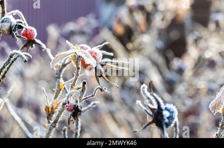 Zweig eines wilden Rosenbusches mit trockenen gefrorenen Früchten an einem Wintertag, Naturfoto aus nächster Nähe Stockfoto