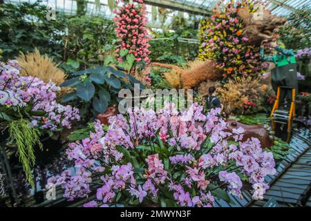 Richmond, England 02. Februar 2023 atemberaubende Orchideensorten aus der lebenden Sammlung von Kew, darunter einige der seltensten Arten der Erde Kew haben Pflanzen in Form von Kameruns atemberaubender Tierwelt, darunter Giraffen, Flusspferde und ein überlebensgroßer Löwe. Das Festival findet von Samstag, 4. Februar bis Sonntag, 5. März 2023 statt. Paul Quezada-Neiman/Alamy Live News Stockfoto