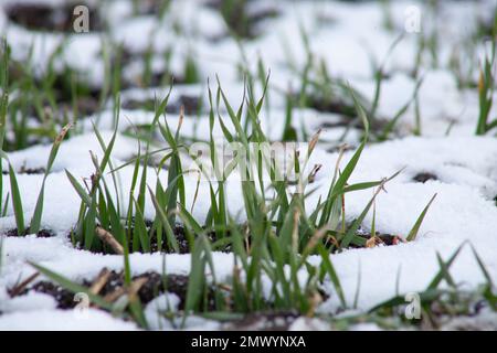 Blätter von Winterweizen im Schnee. Sprossen aus Keimlingen wachsen im weißen Schnee. Stockfoto