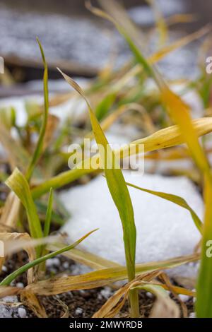 Gelbes Blatt gefrorenen Weizens. Ein kranker Stiel Winterweizen. Stockfoto