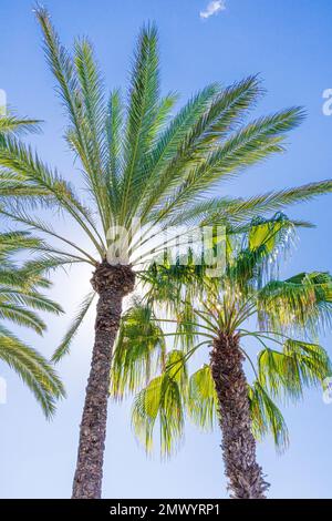 Palmen, die von der Sonne beleuchtet werden, auf der Kanarischen Insel Fuerteventura, Spanien Stockfoto