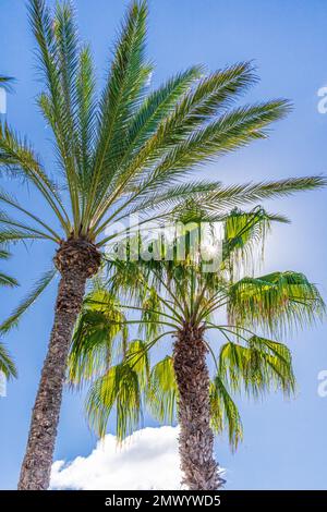 Palmen, die von der Sonne beleuchtet werden, auf der Kanarischen Insel Fuerteventura, Spanien Stockfoto