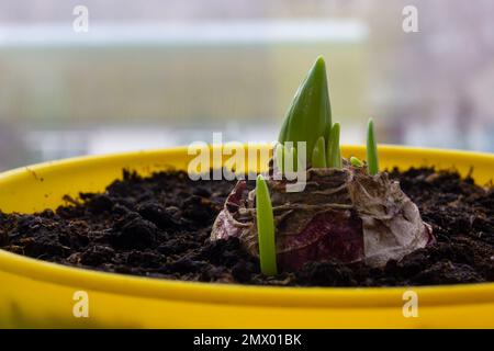 Hyacinthus-Bulbus-Sprossen im Topf. Ein grüner Blumenstrauß. Stockfoto