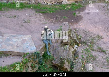 Statue Hombre Pez Skulptur an der antiken römischen Brücke über den Fluss Miera in Lierganes, Spanien Stockfoto