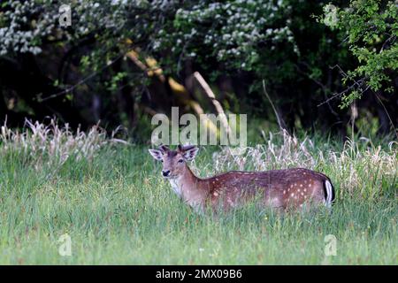 Damhirsch (Dama dama) auf einer Wiese im Naturschutzgebiet Moenchbruch bei Frankfurt. Stockfoto
