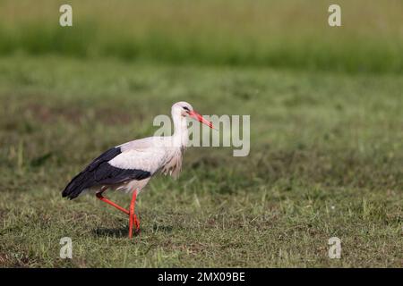 Weißstorch (Ciconia ciconia) auf der Suche nach Nahrung im Frühling auf einer Wiese im Naturschutzgebiet Moenchbruch bei Frankfurt. Stockfoto