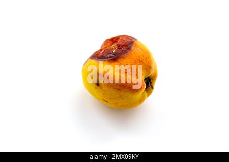 Ein fauler Apfel, isoliert auf weißem Hintergrund. Das Konzept des faulen Apfels. Verfall in der Natur. Stockfoto