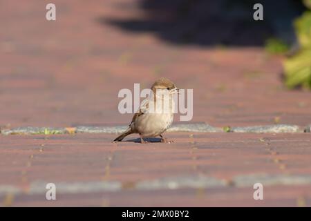 Sperling auf dem Bürgersteig. Ein kleiner Vogel sucht nach Nahrung. Stockfoto