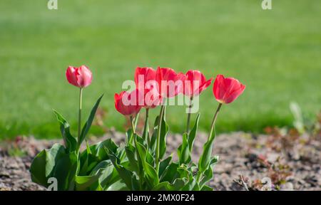 An einem sonnigen Tag wachsen im Garten auf dem Rasen mehrere rote Tulpen Stockfoto