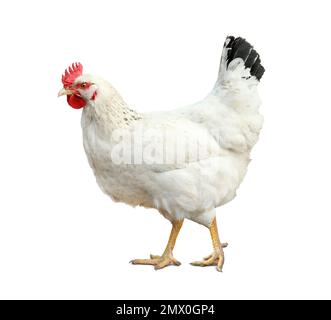 Wunderschönes Huhn auf weißem Hintergrund. Haustier Stockfoto