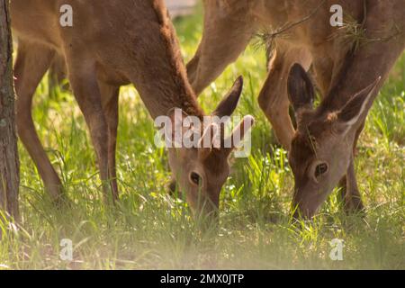 Zwei weibliche Hirsche, die auf grünem Gras grasen. Nahaufnahme von Tieren, die auf der Suche nach Nahrung am Boden gebeugt wurden Stockfoto