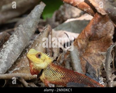 orientalische Gartenechse (Calotes versicolor) auf den Malediven Stockfoto