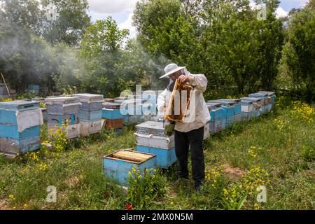 Erzincan, Türkei, 2. Juli 2022: Der Imker hält eine Honigzelle mit Bienen in den Händen. Bienenzucht. Bienenhaus. Arbeitende Bienen auf Honigwaben. Bienen wirken auf C. Stockfoto
