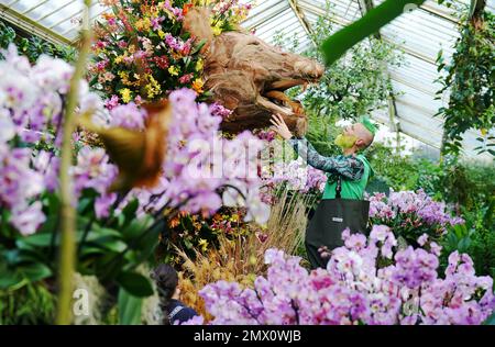 Kew Gärtner Henrick Röling besucht eine von Löwen inspirierte Ausstellung beim Orchideenfestival im kamerunischen Stil im Princess of Wales Conservatory in den Royal Botanic Gardens in Kew, West London. Foto: Donnerstag, 2. Februar 2023. Stockfoto