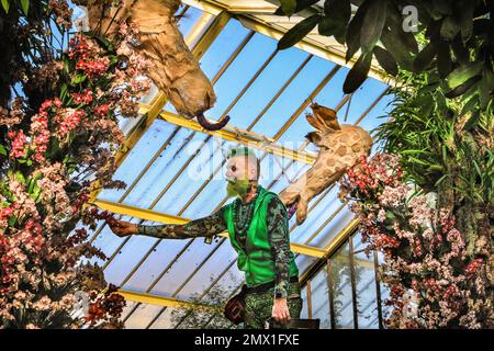 London, Großbritannien. 02. Februar 2023. Der hauseigene Florist Henck Roeling wird während der Anpassung der Blumen von einer Giraffe „beobachtet“. Das jährliche Kew Garden Orchid Festival im Princess of Wales Conservatory wird dieses Jahr die Schönheit und Artenvielfalt Kameruns mit Tausenden farbenfrohen Orchideen und Hunderten tropischer Pflanzen feiern. Das Festival findet vom 4. Februar bis 5. März statt. Kredit: Imageplotter/Alamy Live News Stockfoto