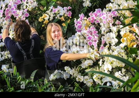 London, Großbritannien. 02. Februar 2023. Die Gartenbauerin Anja Seymour neigt zu einer wunderschönen weißen Orchidee. Das jährliche Kew Garden Orchid Festival im Princess of Wales Conservatory feiert dieses Jahr die Schönheit und Artenvielfalt Kameruns mit Tausenden farbenfrohen Orchideen und Hunderten tropischer Pflanzen. Das Festival findet vom 4. Februar bis 5. März statt. Kredit: Imageplotter/Alamy Live News Stockfoto