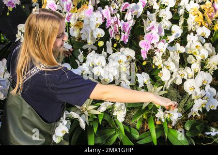 London, Großbritannien. 02. Februar 2023. Die Gartenbauerin Anja Seymour neigt zu einer wunderschönen weißen Orchidee. Das jährliche Kew Garden Orchid Festival im Princess of Wales Conservatory feiert dieses Jahr die Schönheit und Artenvielfalt Kameruns mit Tausenden farbenfrohen Orchideen und Hunderten tropischer Pflanzen. Das Festival findet vom 4. Februar bis 5. März statt. Kredit: Imageplotter/Alamy Live News Stockfoto