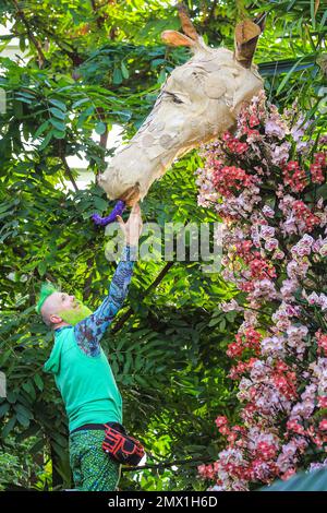 London, Großbritannien. 02. Februar 2023. Der hauseigene Florist Henck Roeling wird während der Anpassung der Blumen von einer Giraffe „beobachtet“. Das jährliche Kew Garden Orchid Festival im Princess of Wales Conservatory wird dieses Jahr die Schönheit und Artenvielfalt Kameruns mit Tausenden farbenfrohen Orchideen und Hunderten tropischer Pflanzen feiern. Das Festival findet vom 4. Februar bis 5. März statt. Kredit: Imageplotter/Alamy Live News Stockfoto