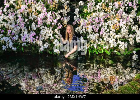 London, Großbritannien. 02. Februar 2023. Die Gartenbauerin Anja Seymour neigt zu einer wunderschönen weißen Orchidee. Das jährliche Kew Garden Orchid Festival im Princess of Wales Conservatory feiert dieses Jahr die Schönheit und Artenvielfalt Kameruns mit Tausenden farbenfrohen Orchideen und Hunderten tropischer Pflanzen. Das Festival findet vom 4. Februar bis 5. März statt. Kredit: Imageplotter/Alamy Live News Stockfoto