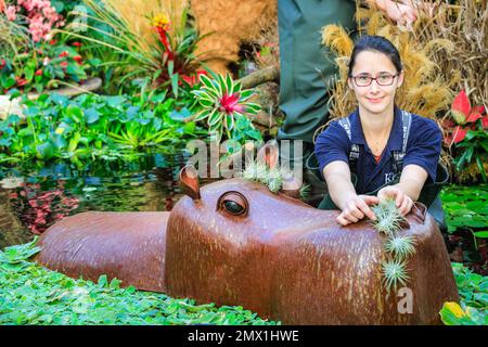 London, Großbritannien. 02. Februar 2023. Der Gärtner Solene Dequiret passt die letzten Details an ein Nilpferd an. Das jährliche Kew Garden Orchid Festival im Princess of Wales Conservatory feiert dieses Jahr die Schönheit und Artenvielfalt Kameruns mit Tausenden farbenfrohen Orchideen und Hunderten tropischer Pflanzen. Das Festival findet vom 4. Februar bis 5. März statt. Kredit: Imageplotter/Alamy Live News Stockfoto