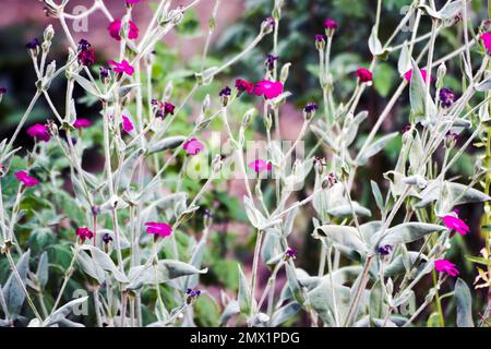 Silene coronaria ist eine blühende Pflanze der in Asien und Europa heimischen Gänseblümchenfamilie. Gebräuchliche Namen sind Rose campion, Dusty Miller. Stockfoto