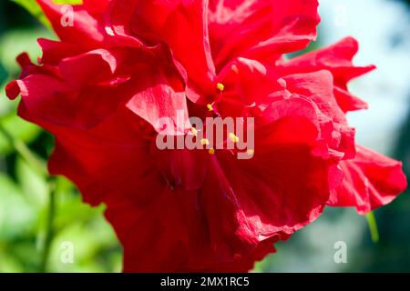 Schöne Zierblume in der Sommerzeit: Hibiscus rosa-sinensis, bekannt als chinesischer Hibiskus, China-Rose, hawaiischer Hibiskus, Rosengalow. Stockfoto