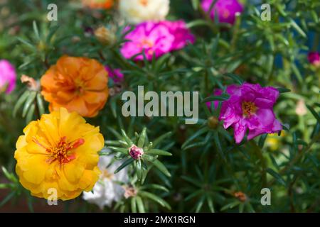 Portulaca grandiflora, eine blühende Pflanze, die in Gärten angebaut wird. Gebräuchliche Namen sind Rosenmoos, elf Uhr, Mexikaner, Moos, Sonnenrosen, Felsenrose. Stockfoto