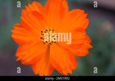 Wunderschönes orangefarbenes Blumenprofil, in Nahaufnahme. Sulfur Cosmos ist eine Zierpflanze der Gänseblümchenfamilie, die Bienen und Schmetterlinge anzieht. Stockfoto