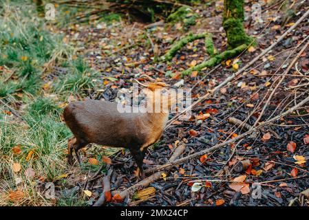 Die kleinste Hirschart der Welt. Porträt im Querformat eines Pudu, des kleinsten Hirsches der Welt. Südpudu mit kleinen Hörnern Stockfoto