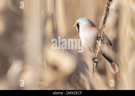Ein Vogel mit schwarzem Schnurrbart sitzt im Frühling auf einem Schilf Stockfoto