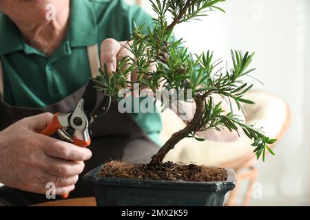 Ein Senior-Mann, der sich um die japanische Bonsai-Fabrik kümmert. Zen-Atmosphäre zu Hause schaffen Stockfoto