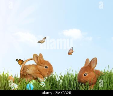 Süße flauschige Hasen an sonnigen Tagen draußen. Frohe Ostern Stockfoto