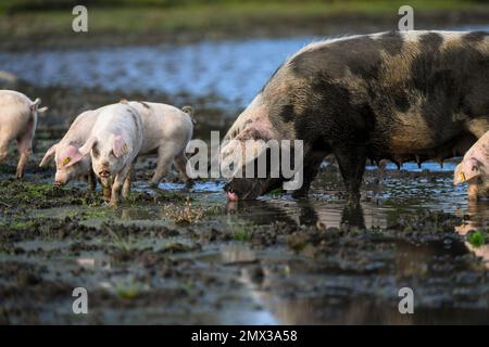 Ein großes Sauenschwein mit ihren Ferkeln, das im Schlamm und Wasser im New Forest Hampshire England während der Pannagesaison trinkt, wenn Schweine frei herumlaufen können. Stockfoto