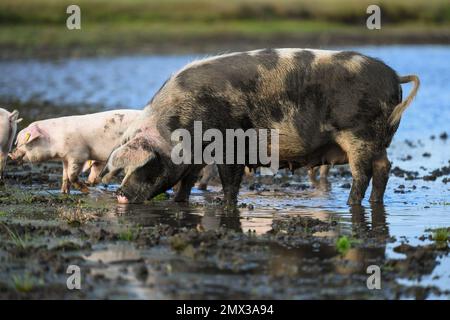 Ein großes Sauenschwein mit ihren Ferkeln, das im Schlamm und Wasser im New Forest Hampshire England während der Pannagesaison trinkt, wenn Schweine frei herumlaufen können. Stockfoto