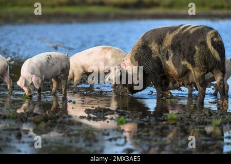 Ein großes Sauenschwein mit ihren Ferkeln, das im Schlamm und Wasser im New Forest Hampshire England während der Pannagesaison trinkt, wenn Schweine frei herumlaufen können. Stockfoto